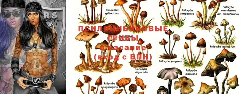 Галлюциногенные грибы Magic Shrooms  Большой Камень 